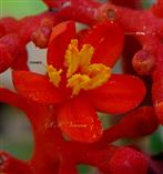  Male Flower